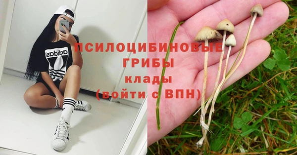 гашик Алексин